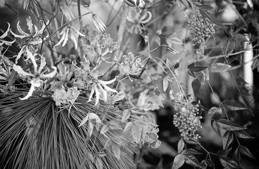 植物のあるく暮らし